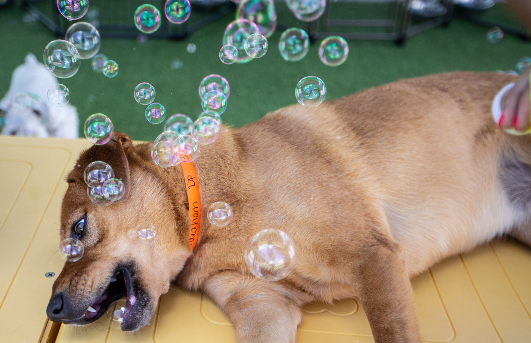 20200805g_nws_bubble_party
